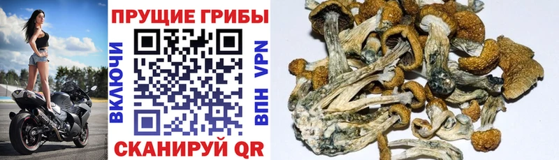 магазин продажи наркотиков  Ковров  Псилоцибиновые грибы GOLDEN TEACHER 